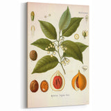 Botanical Art Prints: Myristica Fragrans Vintage Illustration