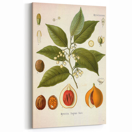 Botanical Art Prints: Myristica Fragrans Vintage Illustration