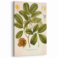 Botanical Art Prints: Pterocarpus Marsupium Vintage Illustration