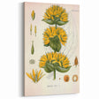 Botanical Art Prints: Gentiana Lutea Vintage Illustration
