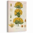 Botanical Art Prints: Gentiana Lutea Vintage Illustration