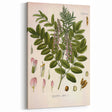 Botanical Art Prints - Vintage Glycyrrhiza Glabra Illustration
