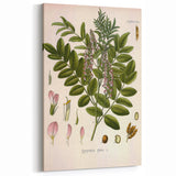 Botanical Art Prints - Vintage Glycyrrhiza Glabra Illustration