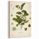 Botanical Art Prints - Vintage Camellia Thea Illustration