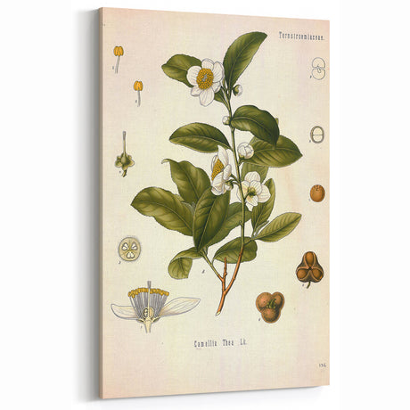 Botanical Art Prints - Vintage Camellia Thea Illustration