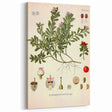 Botanical Art Prints - Vintage Arctostaphylos Uva Ursi Illustration