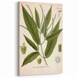 Botanical Art Prints - Vintage Piper Angustifolium Illustration