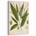 Botanical Art Prints - Vintage Piper Angustifolium Illustration