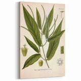 Botanical Art Prints - Vintage Piper Angustifolium Illustration