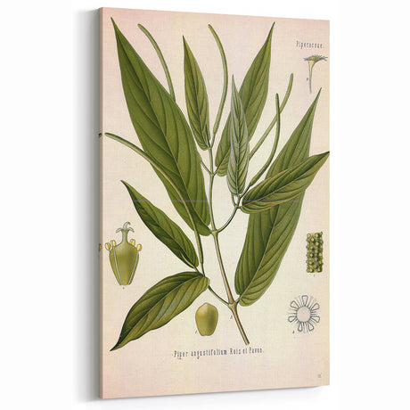 Botanical Art Prints - Vintage Piper Angustifolium Illustration