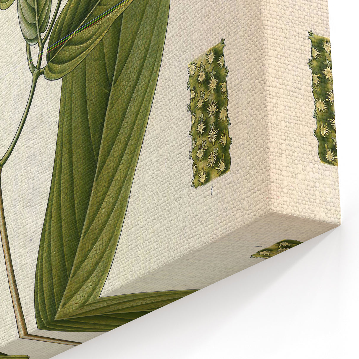 Botanical Art Prints - Vintage Piper Angustifolium Illustration