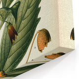 Botanical Art Prints - Vintage Scopolina Atropoides Illustration