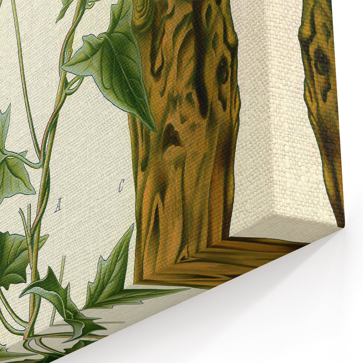 Botanical Art Prints - Vintage Convolvulus Scammonia Illustration