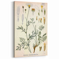 Botanical Art Prints - Vintage Chrysanthemum Cinerariaefolium Illustration