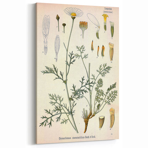 Botanical Art Prints - Vintage Chrysanthemum Cinerariaefolium Illustration