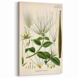 Vintage Botanical Illustration Art | Strophanthus Flower Wall Art
