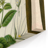 Vintage Botanical Illustration Art | Strophanthus Flower Wall Art