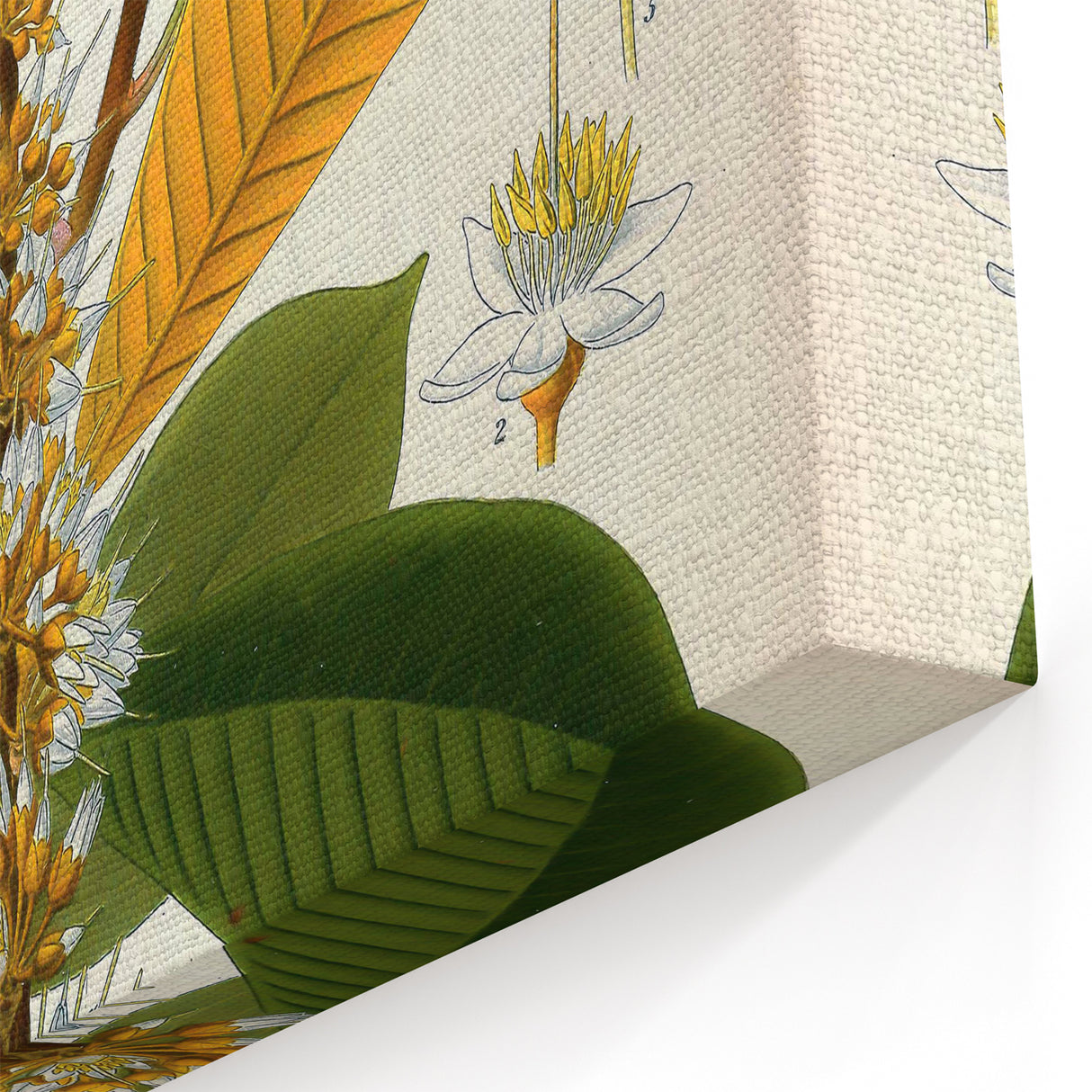 Vintage Botanical Illustration Art | Palquium Tree Wall Art
