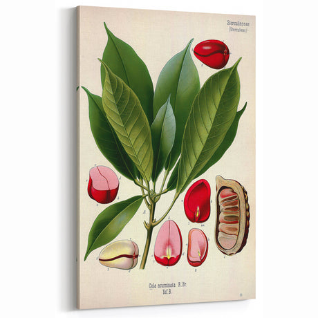 Vintage Botanical Illustration Art | Cola Acuminata Wall Art