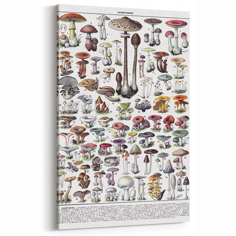 Vintage Mushroom Illustration Art | Botanical Wall Art Decor