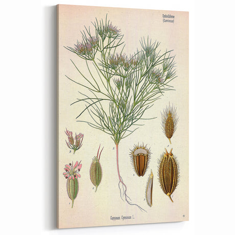 Vintage Botanical Illustration Art | Cuminum Cyminum Wall Art Decor