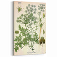 Vintage Botanical Illustration Art | Petroselinum Sativum Wall Art