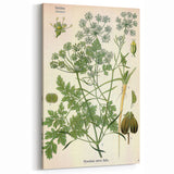 Vintage Botanical Illustration Art | Petroselinum Sativum Wall Art