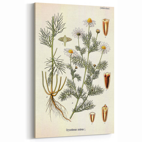 Vintage Botanical Art Print – Chrysanthemum Inodorum White Flowers