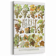 Vintage Botanical Art Print – Grapevine Illustrations and Leaves