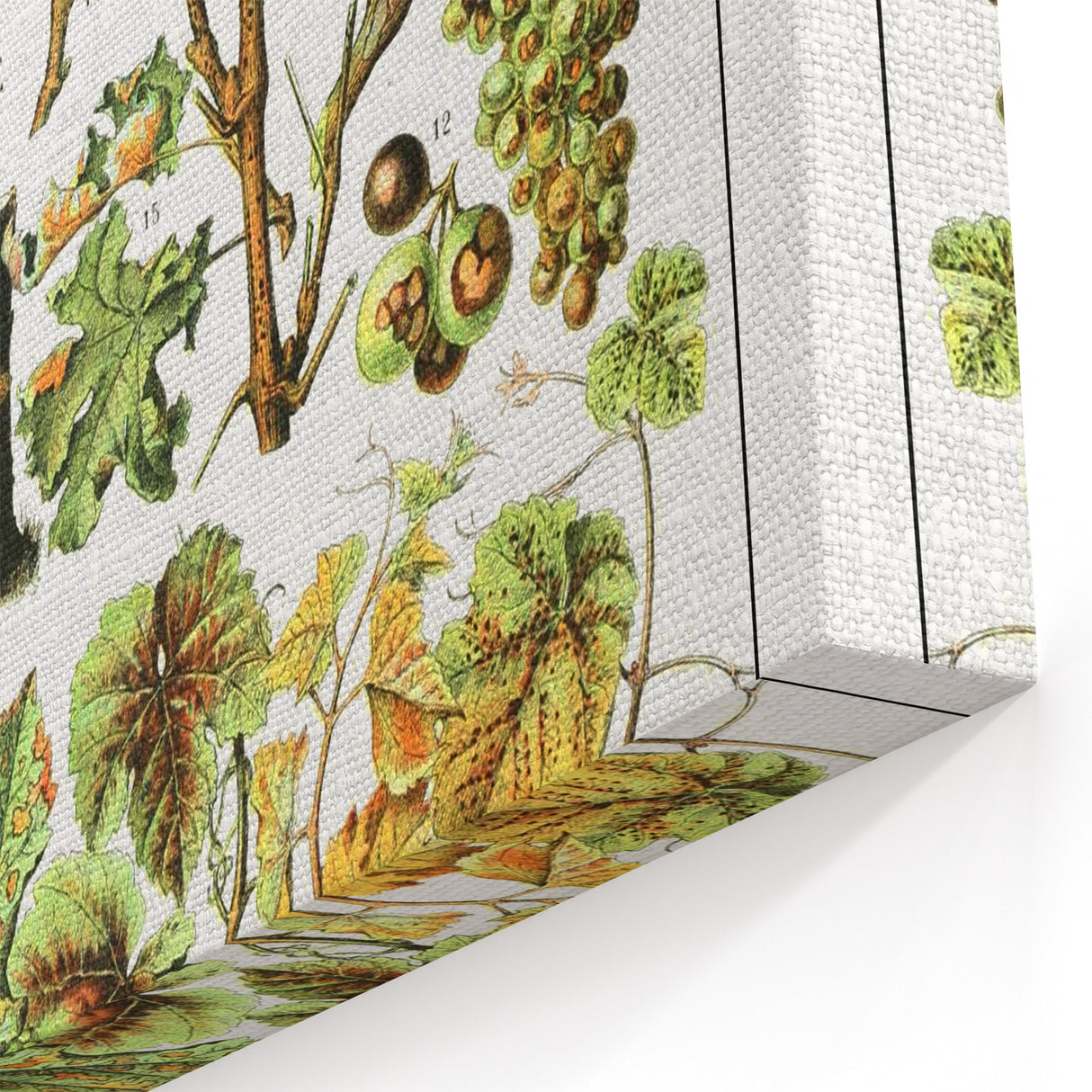 Vintage Botanical Art Print – Grapevine Illustrations and Leaves