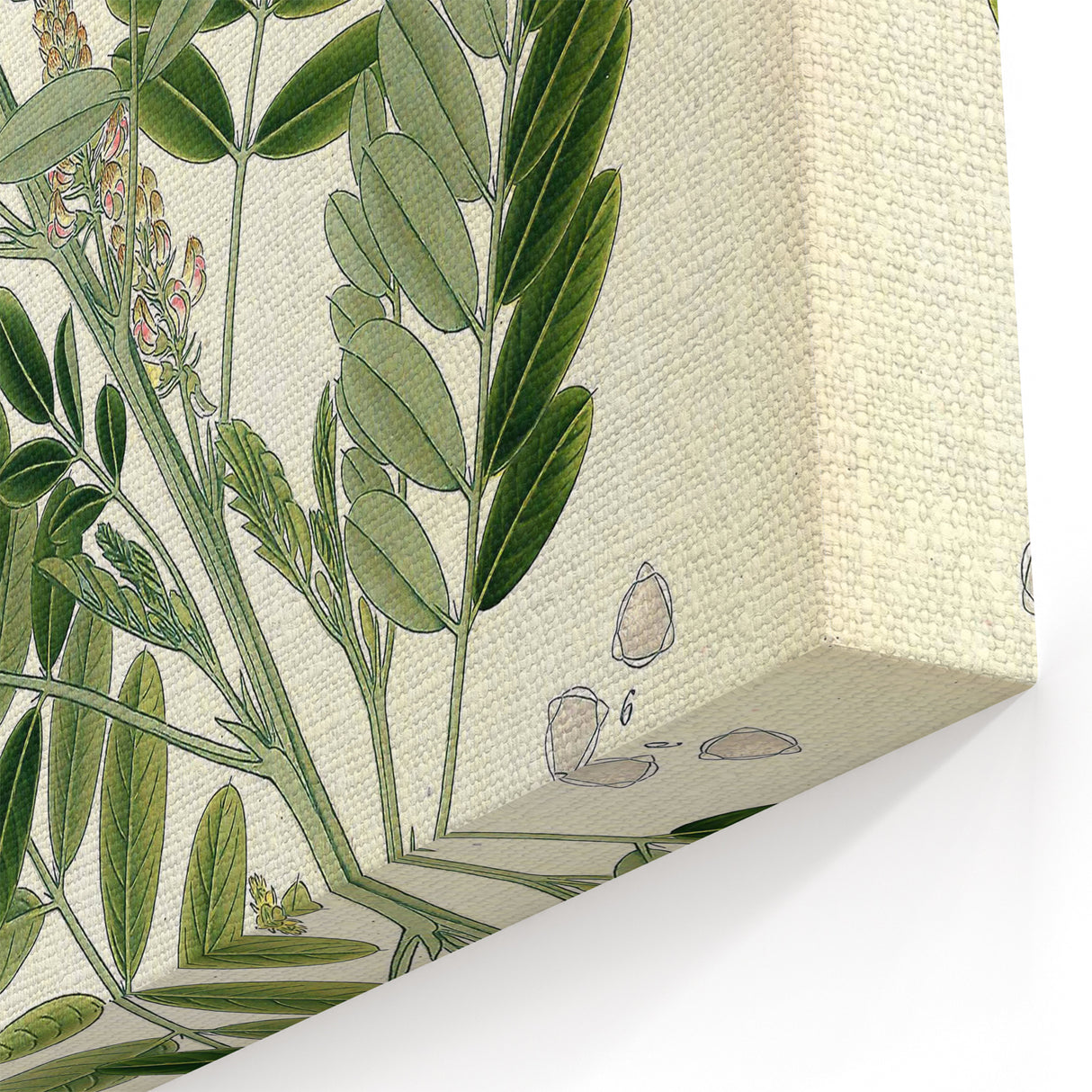 Vintage Botanical Art Print – Indigofera Anil with Green Leaves