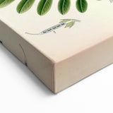 Vintage Botanical Art Print – Indigofera Anil with Green Leaves