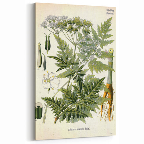 Vintage Botanical Art Print – Anthriscus Silvestris Wild Chervil