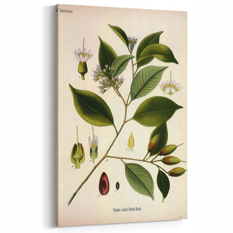 Vintage Botanical Art Print – Payena Leeri with Green Leaves