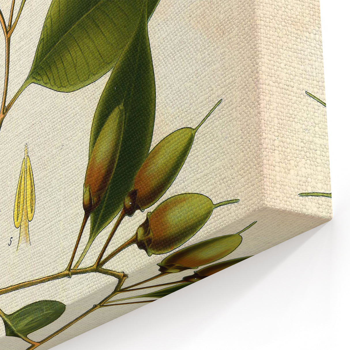 Vintage Botanical Art Print – Payena Leeri with Green Leaves