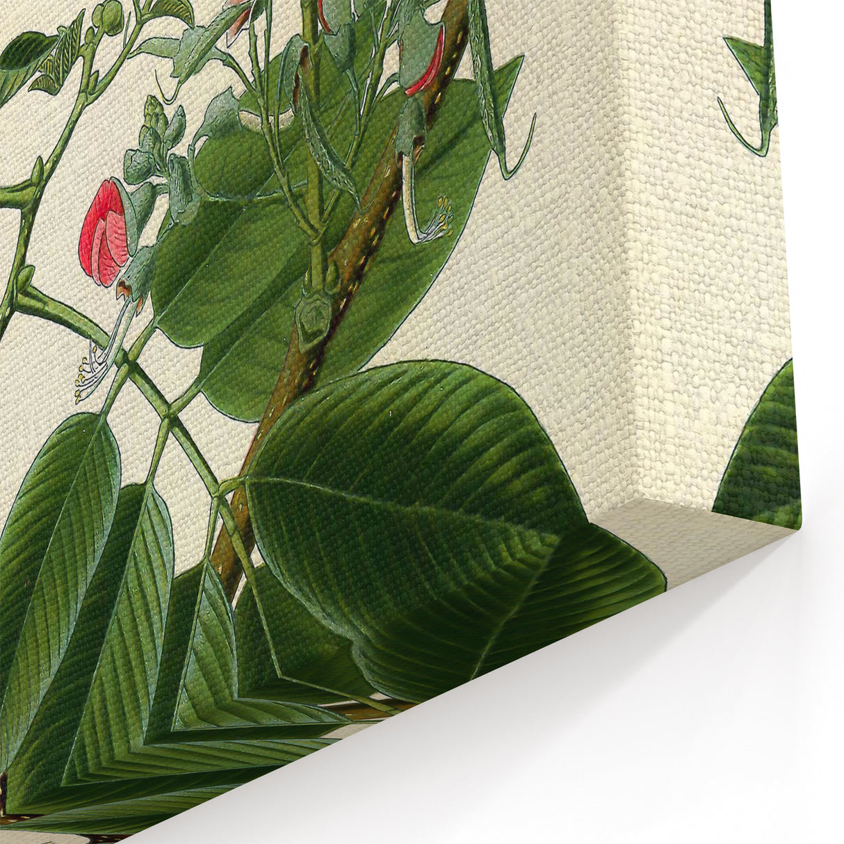 Vintage Botanical Art Print – Piscidia Erythrina with Red Flowers
