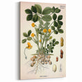Vintage Botanical Art Print – Arachis Hypogaea with Yellow Flowers