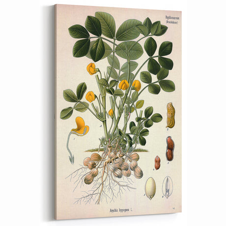 Vintage Botanical Art Print – Arachis Hypogaea with Yellow Flowers