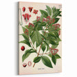 Vintage Botanical Art Print – Santalum Album with Red Flowers