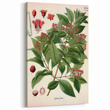 Vintage Botanical Art Print – Santalum Album with Red Flowers