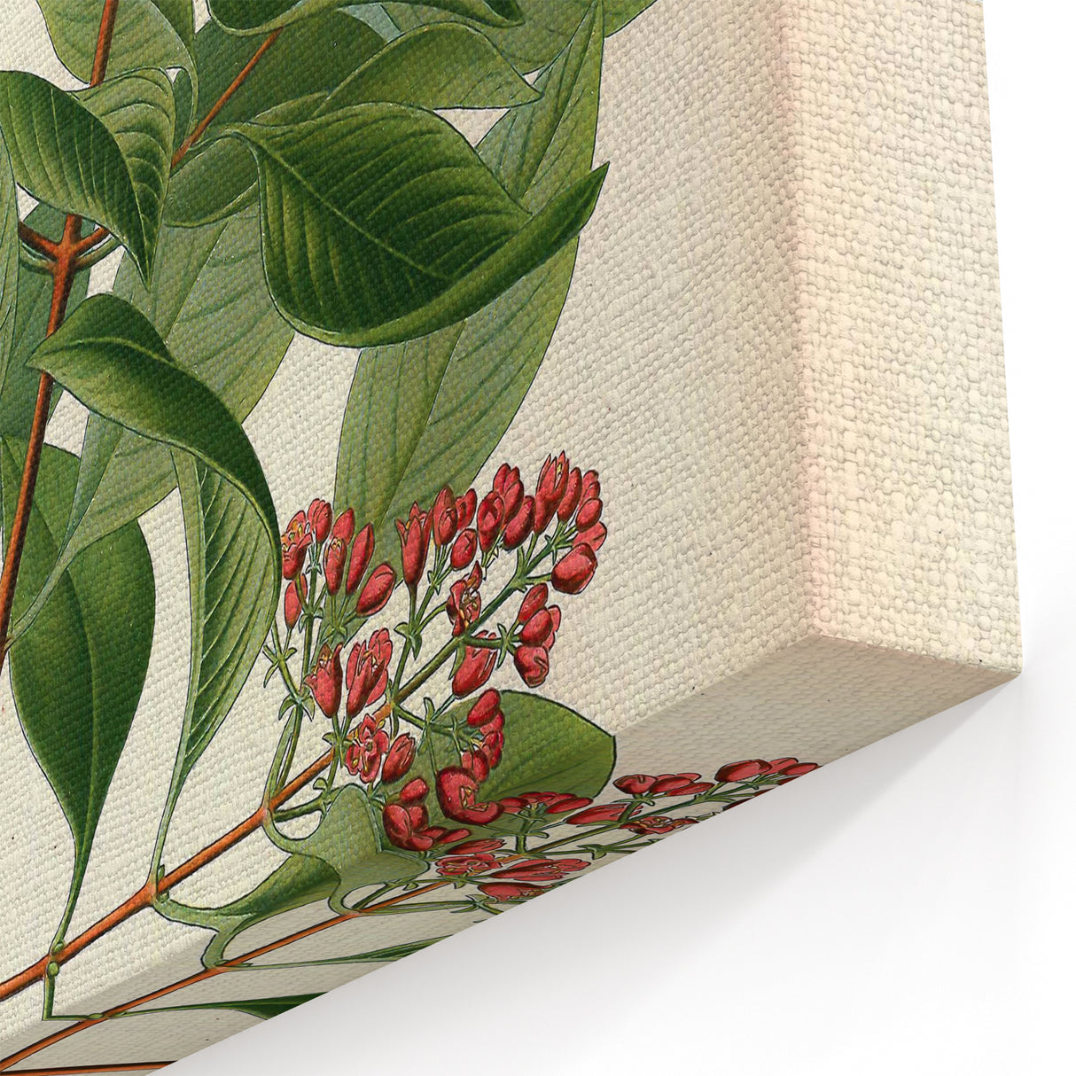 Vintage Botanical Art Print – Santalum Album with Red Flowers