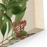 Vintage Botanical Art Print – Santalum Album with Red Flowers