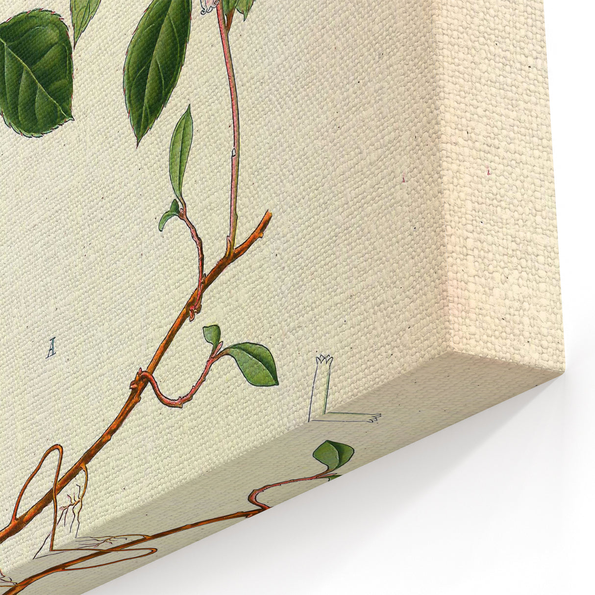 Vintage Botanical Art Print – Gaultheria Procumbens with Red Berries