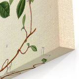 Vintage Botanical Art Print – Gaultheria Procumbens with Red Berries