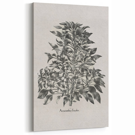 Vintage Botanical Illustration – Amaranthus Tricolor Art Print