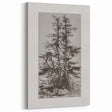 Botanical Etching – Forest Trees Nature Illustration Art Print