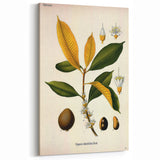 Botanical Art Print – Palquium Oblongifolium Plant Illustration