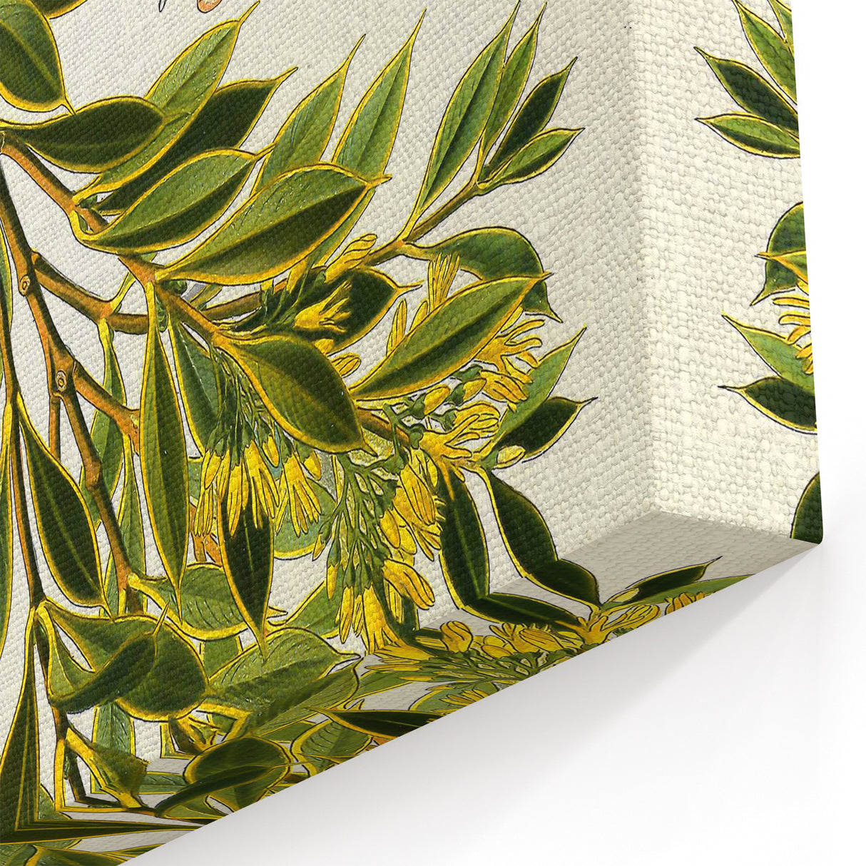 Botanical Art Prints – Vintage Botanical Illustration Art