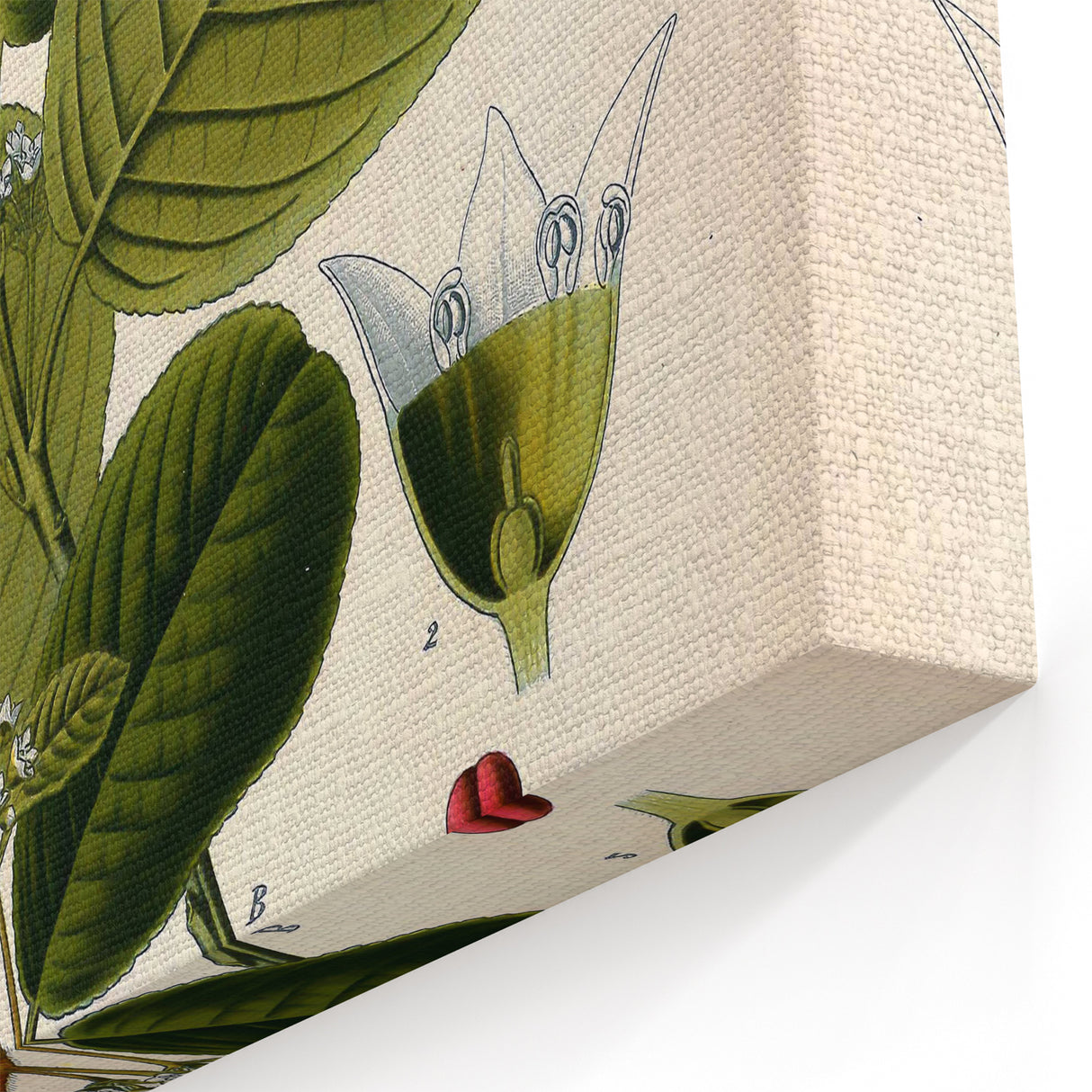 Botanical Art Prints – Vintage Botanical Illustration Art
