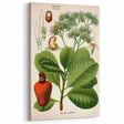 Botanical Art Prints – Vintage Botanical Illustration Art